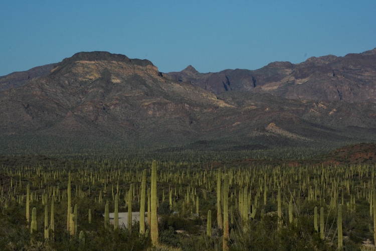 sea of saguaro